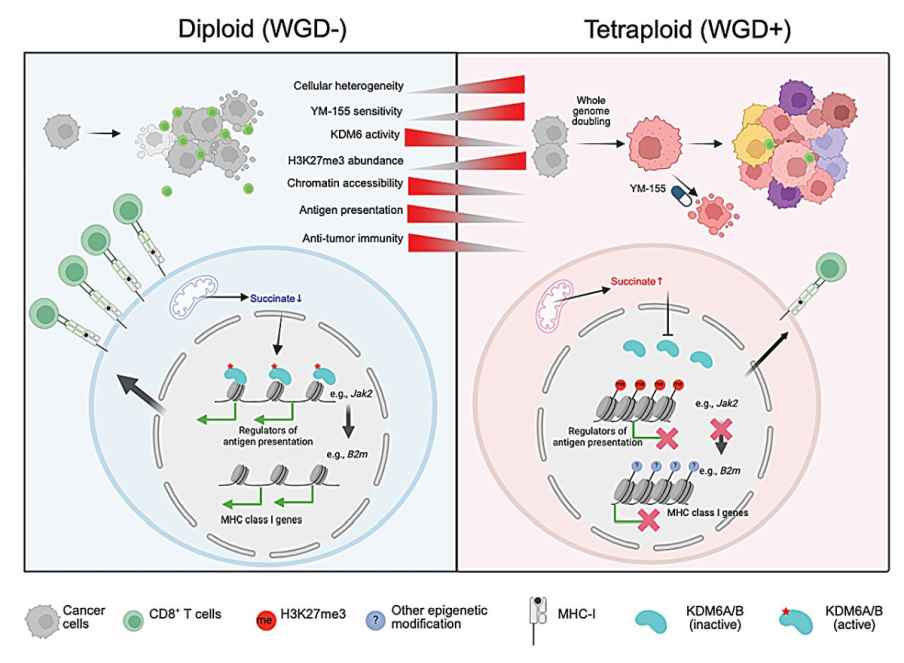 Breast Cancer Cells May Evade Immunotherapy by Suppressing Immune Signals
