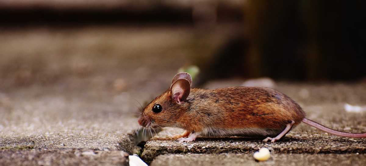 Depressed Mice Successfully Treated with Smart Contact Lenses that Zap Their Brains: New Study
