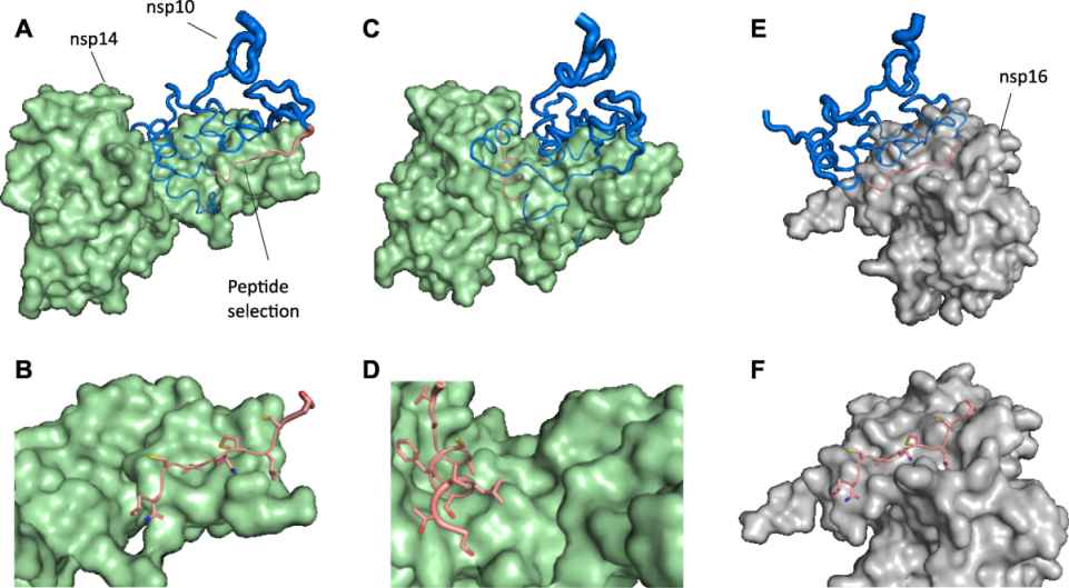 Paired Antiviral Approach Pushes SARS-CoV-2 Toward Near-Complete Loss of Infectivity