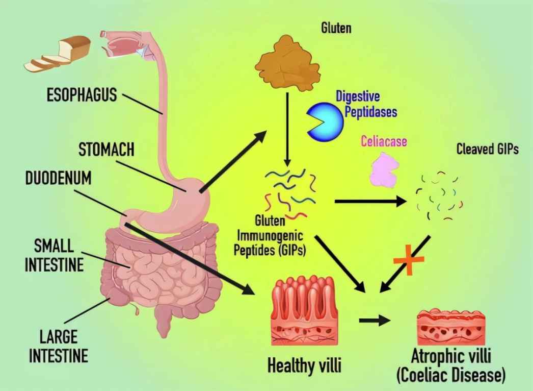 Lab-Designed Molecule Offers Hope