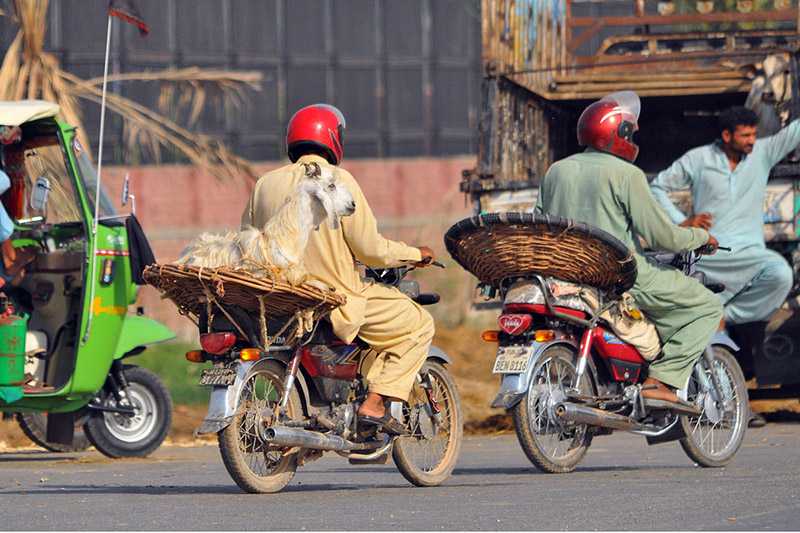 Man Transports Goat on Motorcycle for Eid-ul-Adha Preparations