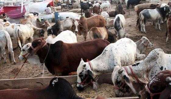 Pakistan's Livestock Markets Flourish as Eid al-Adha Approaches with Healthy Animals