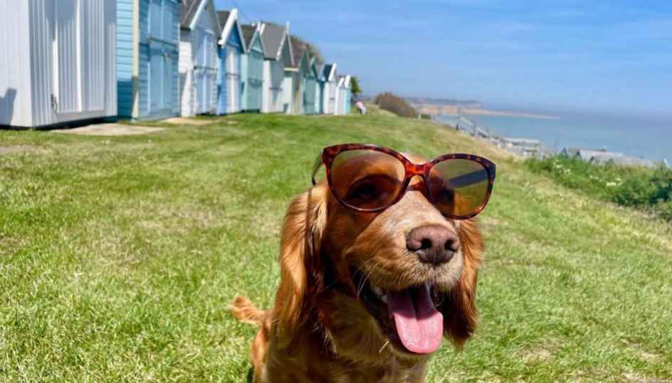 UK dog owners could regret it for life if they ignore these heatwave rules