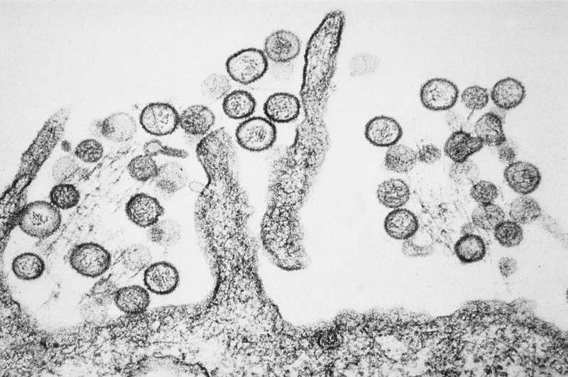 WHO keeps evaluation of hantavirus as 'low risk'