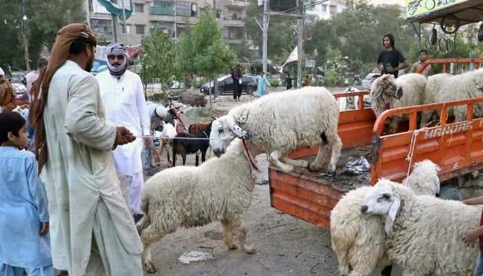 Sindh Government Shortens Eid ul Adha Holidays to Three Days