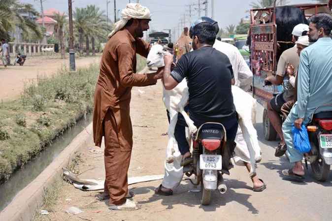 Motorcyclists Transport Sacrificial Goat on Motorcycle After Cattle Market Purchase in Unique Scene