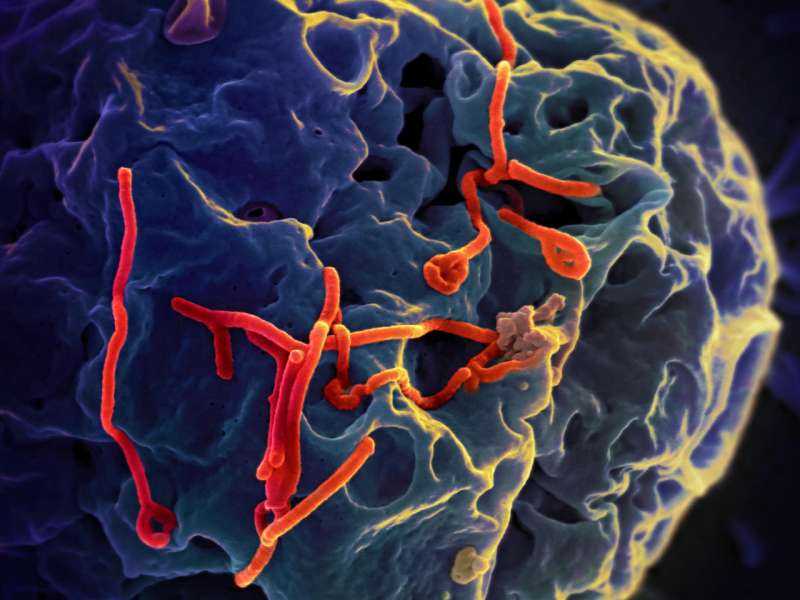 Ebola Outbreak in Democratic Republic of Congo Declared International Public Health Emergency by WHO Experts
