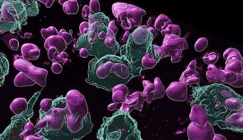Immune Memory Cells in Ovarian Cancer Produce Tumor-Targeting Antibodies, Opening a Vaccine Path