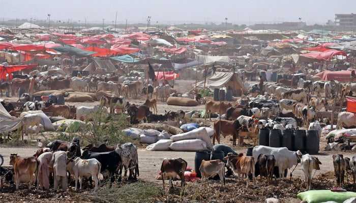Karachi Cattle Market Sees 99 Percent Animal Sales Ahead of Eid ul Adha