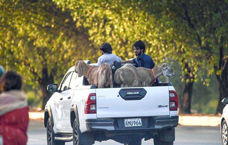 Vehicle Loaded with Sacrificial Animals Departs Market Ahead of Eidul Azha