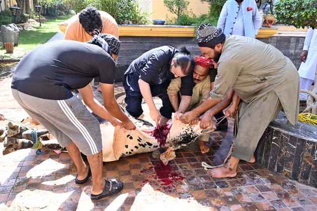 Butchers Begin Sacrificial Animal Slaughter on First Day of Eidul Azha