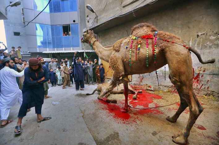 Butchers Begin Slaughtering Sacrificial Animals on First Day of Eidul Azha