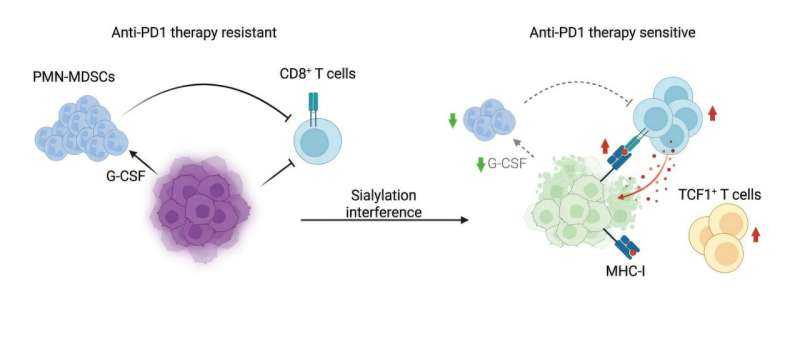 Breast Tumors Use Sugar Coating to Evasion Immunity, Offering New Immunotherapy Path