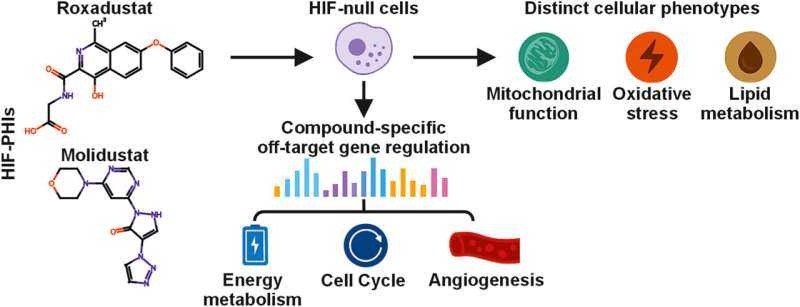 Common Anemia Medication Shows Unexpected Potential in Cancer Treatment