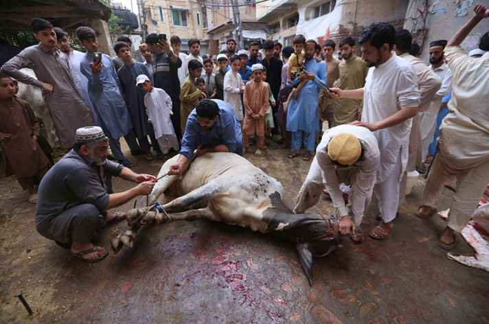 Butchers Busy Slaughtering Sacrificial Animals on Third Day of Eid-ul