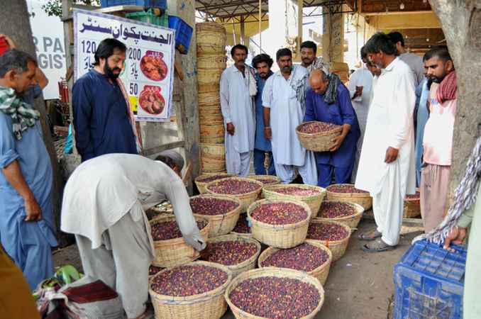 Traders and Buyers Engage in Thriving Falsa Market Trading in Local City