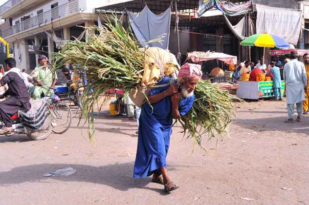 Elderly Man Bravely Carries Heavy Fodder Bundle Through Bustling Market
