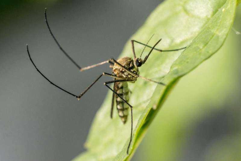 Murray Valley encephalitis can be fatal. With no vaccine, here's how to stay safe