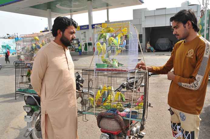Youngster Inspects Colorful Parrots Displayed for Sale by Vendor on Motorcycle in City