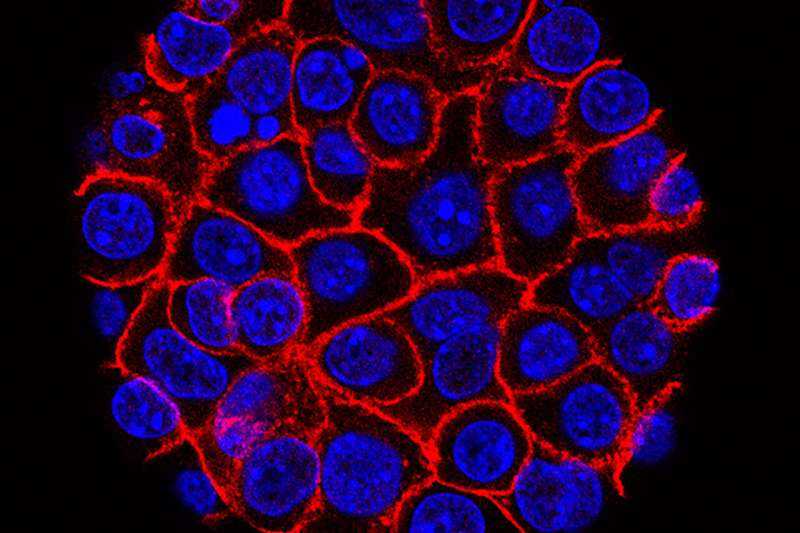 Experimental pill promises new hope for deadly pancreatic cancer