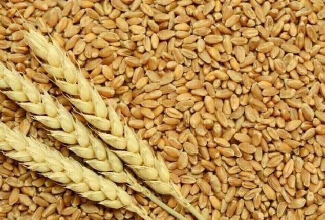 Authorities Foil Wheat Smuggling Attempt to Khyber Pakhtunkhwa, Seize 250 Bags