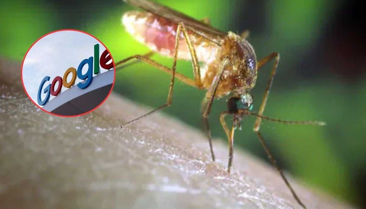 Google to Release 32 Million Genetically Modified Mosquitoes in Florida and California, Raising Concerns