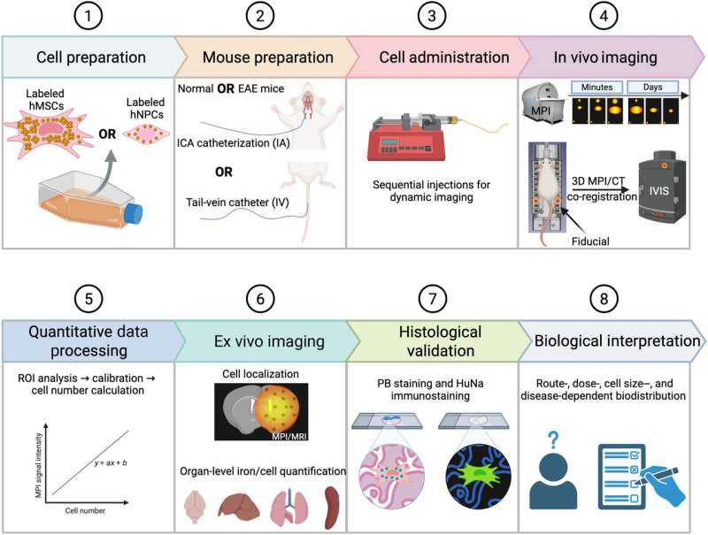 Magnetic Particle Imaging May Help Tailor Cell Therapy Delivery, Mouse Study Suggests