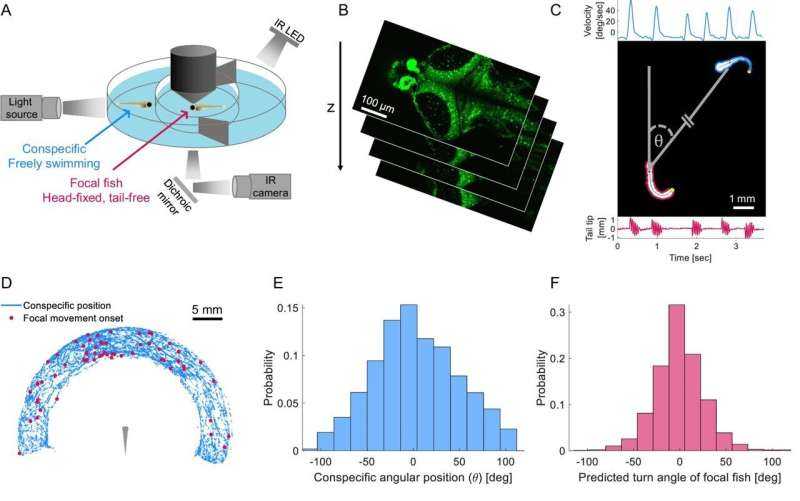 Brain Activity Predicts Social Interaction Before Movement Starts in Individuals