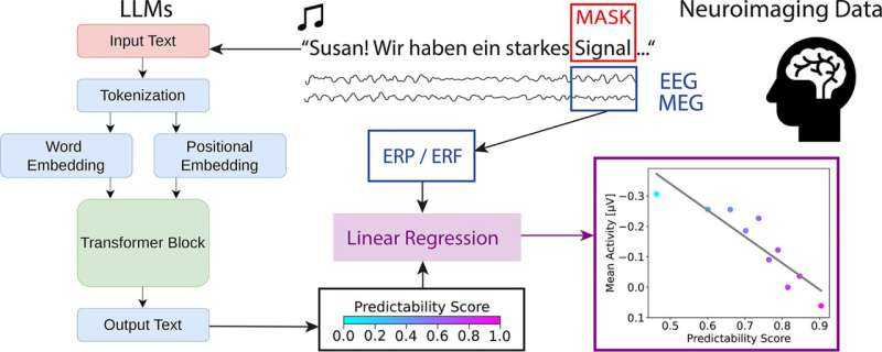 Brain Predicts Next Words in Milliseconds, Mirroring AI Language Models