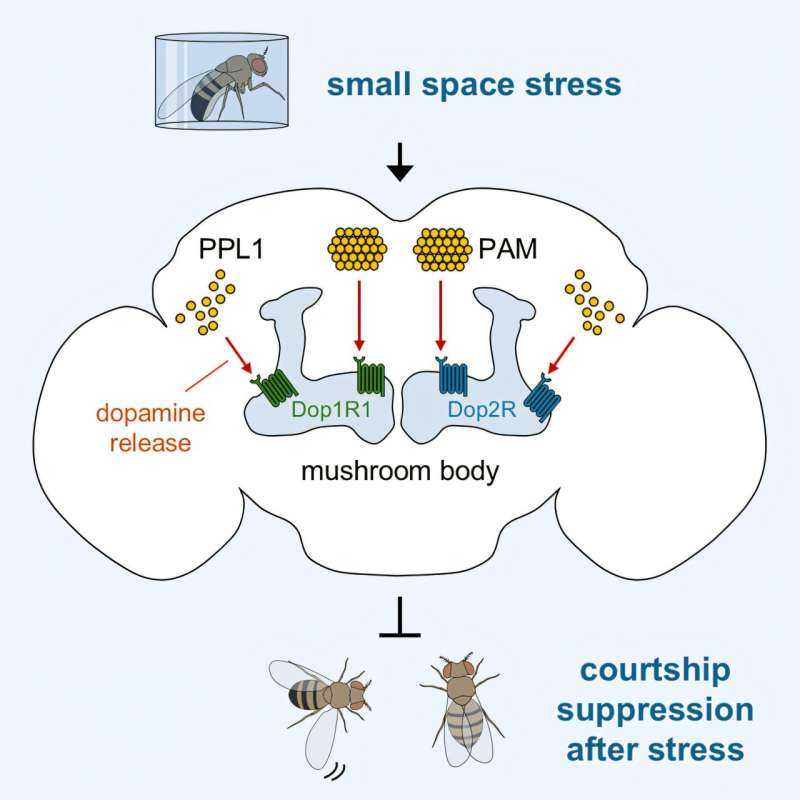 Why stress can outlast the event: Dopamine tied to lingering sexual suppression in fruit fly study