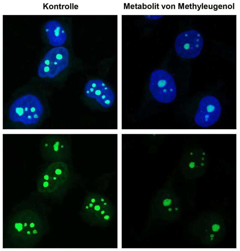 Basil and Fennel Compound May Cause Dangerous DNA Damage in Vulnerable Individuals