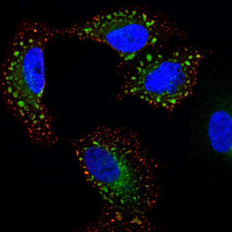 Accidental Flu Virus Discovery Paves Way for New Treatment Strategies