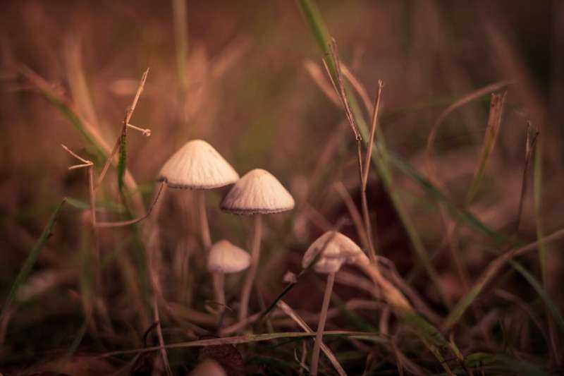 Psilocybin Linked to Reduction in Depression