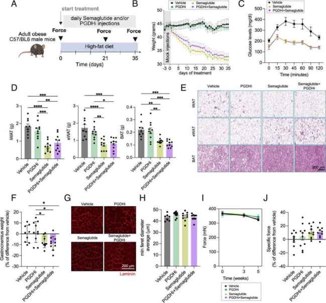 Existing drug enhances muscle repair during GLP-1 weight-loss treatment in mice