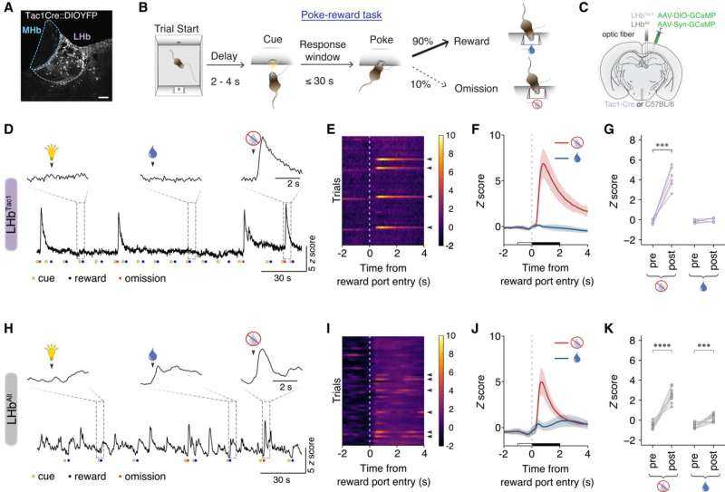 University of Oregon Scientists Identify Disappointment Meter Cells in Brain, Paving Way for New Depression and Addiction Therapies