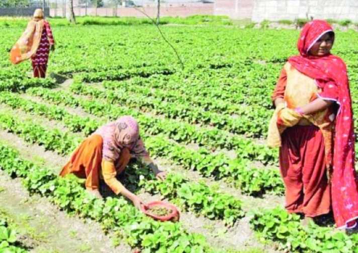 Precision Agriculture Must Be Inclusive to Empower Women Farmers