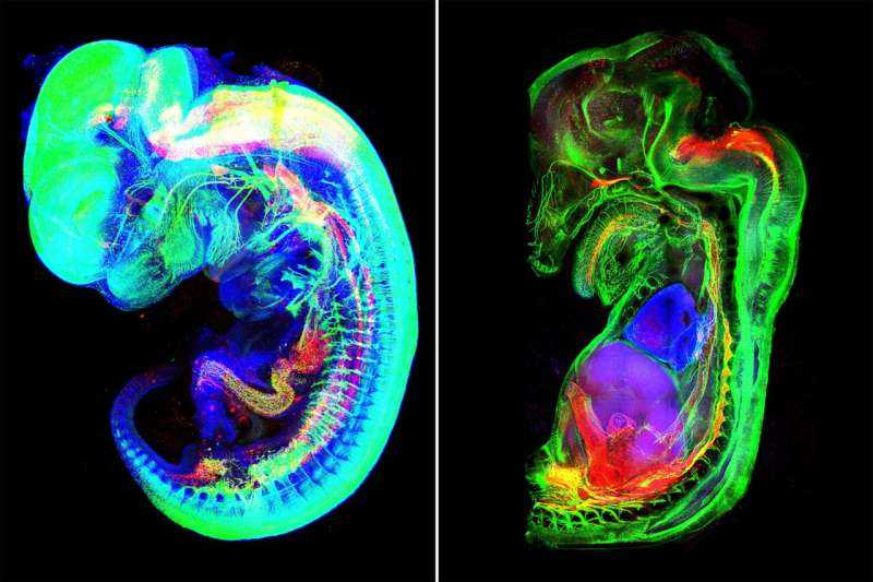 Beyond the Brain: Organs Actively Control Their Own Functions, Yale Study Reveals