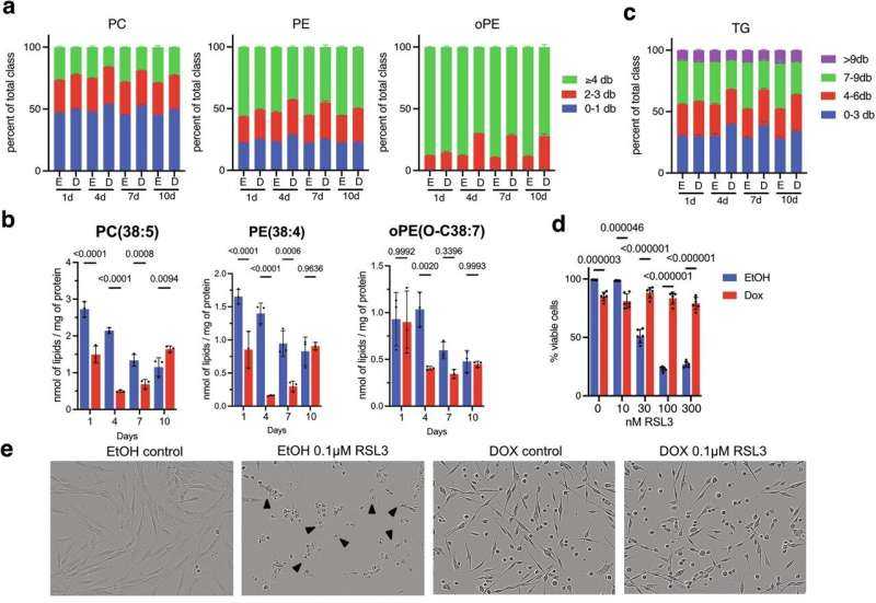 Senescent cells dodge cell death by rewiring fat metabolism, study shows