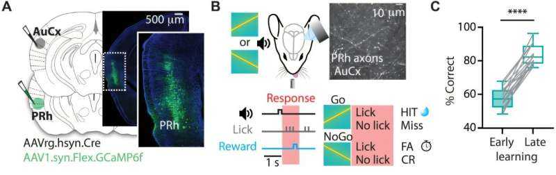 Brain Circuit Links Memory to Hearing, Revealing How Learned Sounds Guide Behavior