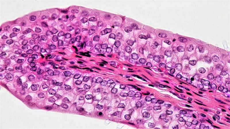 Hidden Actin Web Lets Skin Cells Share Mechanical Force Over Long Distances