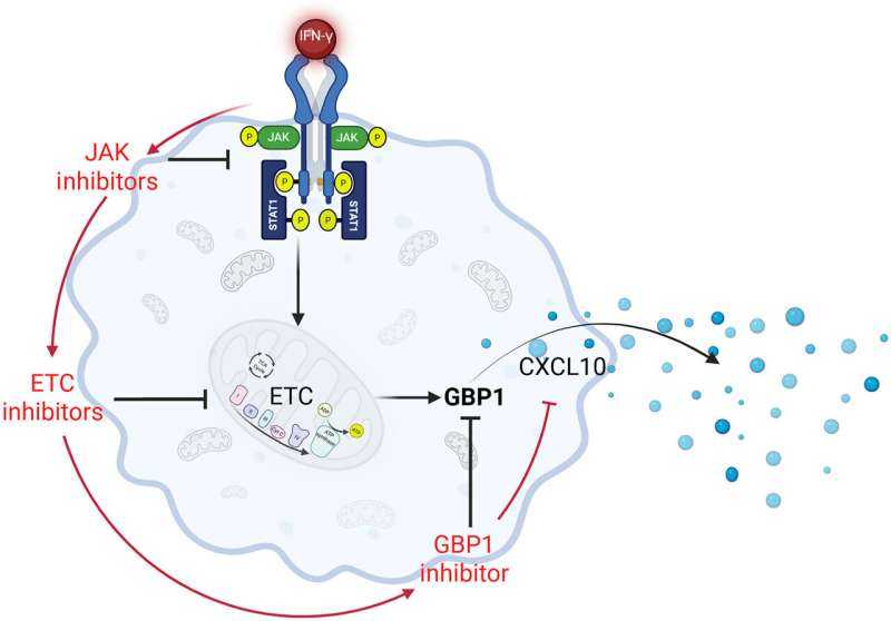 Macrophages in 'Marathon Mode' Key to Skin Granulomas, Opening New Therapy Possibilities