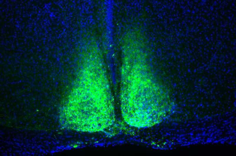 Brain Circuit That Times Low Metabolism Could Impact Space Travel