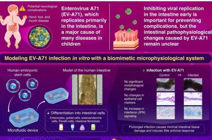 Scientists recreate enterovirus infection in a new model of the human intestine