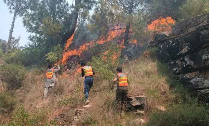 Punjab Forest Department Assessment Finds Limited Impact from Kotli Sattian, Kahuta Forest Fires